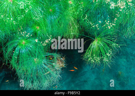 Papyrus in der Süßwasser-Pool, dass Formen der Brunnen der Arethusa (Fonte Aretusa) auf der Insel von Ortigia, in Syrakus, Siracusa, Sizilien wächst. Stockfoto