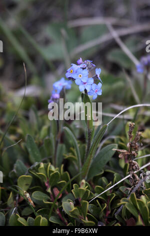 Alpine Vergissmeinnicht wächst in den kanadischen Rockies Stockfoto