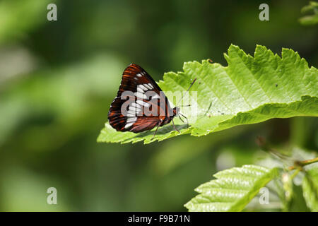 Lorquins Admiral in Ruhe auf Blatt auf Vancouver Island Stockfoto