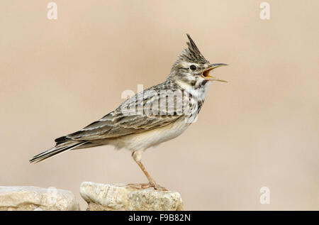 Crested Lark - Galerida cristata Stockfoto