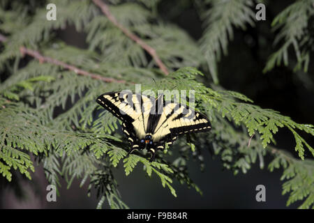 Kanadische Tiger Schwalbenschwanz Schmetterling ruht auf Laub auf Vancouver Island Kanada Stockfoto