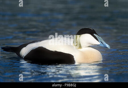 Eider - Somateria Mollissima - männlich Stockfoto