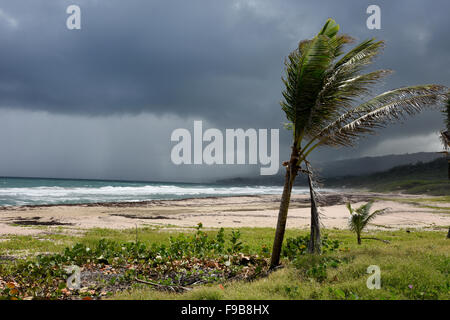 Barclay-Park in Barbados Karibik Stockfoto