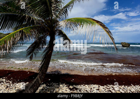 Bathseba in Barbados in der Pfarrei St. Joseph Stockfoto