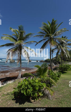 Bathseba in Barbados in der Pfarrei St. Joseph Stockfoto