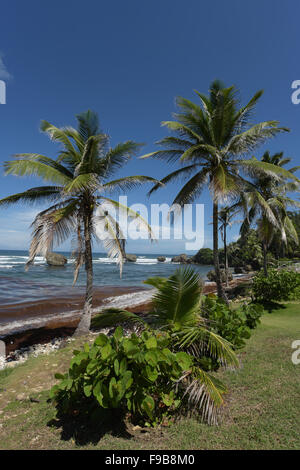 Bathseba in Barbados in der Pfarrei St. Joseph Stockfoto