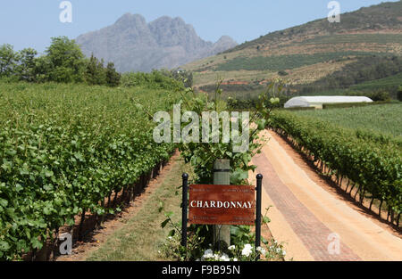 Chardonnaytrauben wachsen auf Delaire Graff Estate in Western Cape Winelands in Südafrika Stockfoto