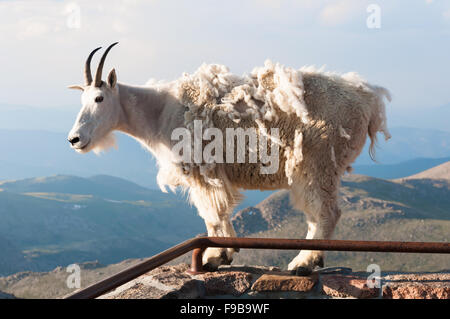 Bergziege stehen stolz, hoch in den Rocky mountains Stockfoto