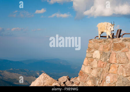 Bergziege stehen stolz, hoch in den Rocky mountains Stockfoto