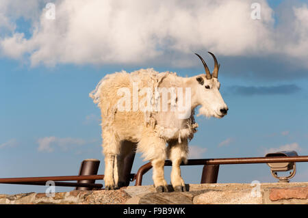 Bergziege stehen stolz, hoch in den Rocky mountains Stockfoto