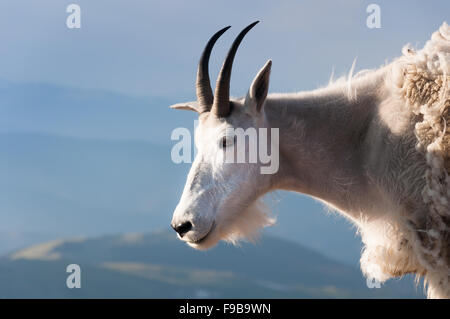 Bergziege stehen stolz, hoch in den Rocky mountains Stockfoto