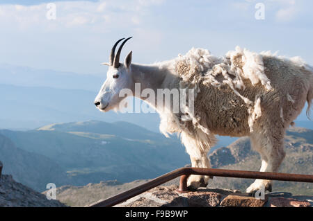 Bergziege stehen stolz, hoch in den Rocky mountains Stockfoto