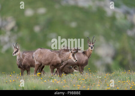 Gruppe von Gämsen / Alpine Gemsen / Gaemse (Rupicapra Rupicapra), Weibchen mit einem jungen Säugling. Stockfoto