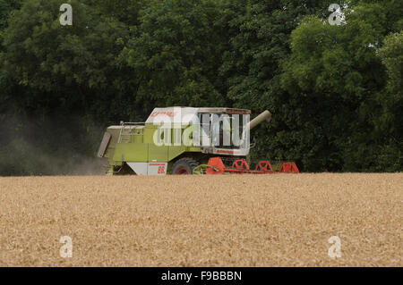 Leistungsstarke landwirtschaftlichen Maschine (Claas Mähdrescher) arbeiten im Weizenfeld Schneiden reif Getreide Ernte bei Ernte - North Yorkshire, England, UK. Stockfoto