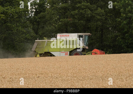 Leistungsstarke landwirtschaftlichen Maschine (Claas Mähdrescher) arbeiten im Weizenfeld Schneiden reif Getreide Ernte bei Ernte - North Yorkshire, England, UK. Stockfoto