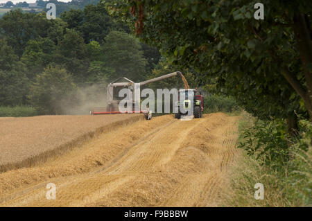 2 landwirtschaftlichen Maschinen (Mähdrescher und Schlepper) arbeiten Seite an Seite zusammen im Weizenfeld bei der Ernte (Korn Ausgießung) - England, GB, UK. Stockfoto