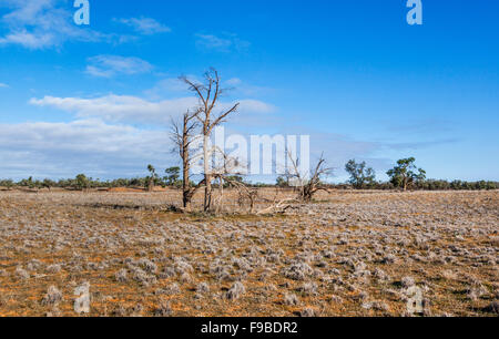 Salz und Akazien schlicht weg Menindee Ivanhoe in Far West New South Wales, Australien Stockfoto