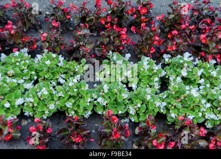 Hintergrund der Blumen verschiedene in der Stadt Garten von Razgrad, Bulgarien Stockfoto