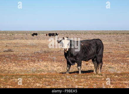 Australien, FarWest New South Wales, Menindee Ivanhoe Road, schwarz Baldy Rinder, eine Kreuzung zwischen Aberdeen Angus und Hereford. Stockfoto