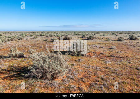 Akazien-Ebenen bei Menindee Ivanhoe Road, Far West New South Wales, Australia Stockfoto