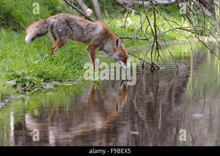 Rotfuchs / Rotfuchs (Vulpes Vulpes) Getränke aus einem natürlichen Gewässer. Stockfoto