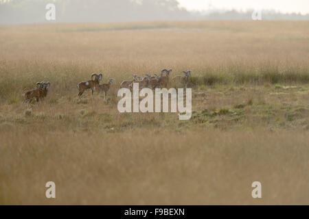 Herde europäischer Muffelwild ( Ovis orientalis musimon), in offener Steppe, typischer Lebensraum, herbstliche Farben, Europa. Stockfoto
