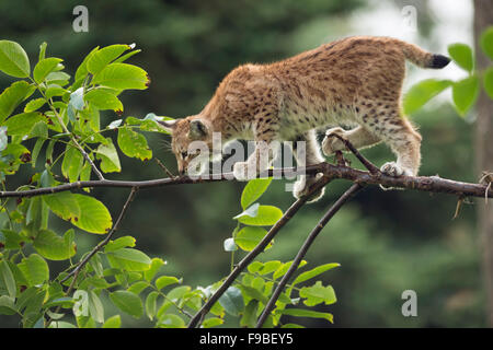 Junge eurasische Luchs / Eurasischer Luchs (Lynx Lynx) balanciert geschickt auf einem dünnen Ast. Stockfoto