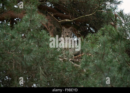 Eurasischer Luchs / Eurasischer Luchs (Lynx Lynx) sitzt, versteckt hoch oben in einer Kiefer, gut getarnt. Stockfoto