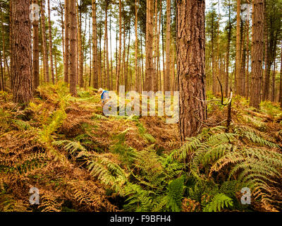 Lady in einem blauen Mantel zu Fuß aber die Farne und Pinien in Delamere Wald Stockfoto