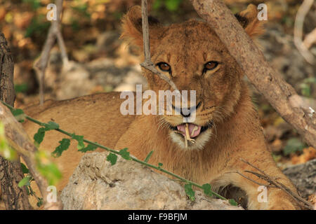Niedliche Löwenjunges spielen mit Stock und liebenswert. Wildpflanze in den wilden Botswana, Afrika. Stockfoto