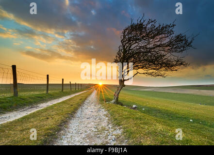 Überblick über den South Downs mit einsamen Weißdorn Stockfoto