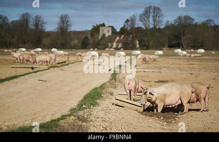 Schweine füttern auf einem organischen, aus Freilandhaltung Schweinefarm Stockfoto