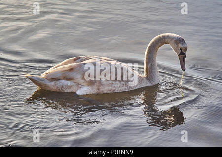 Juvenile Höckerschwan Hintergrundbeleuchtung an einem ruhigen Tag schwimmen Stockfoto