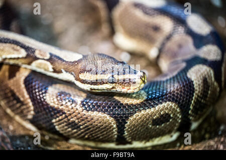 Gewickelter Roter-verhüllter Boa (Boa Constrictor) in Gefangenschaft Stockfoto