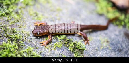 Kalifornien Newt, Taricha Torosa, in Blättern Stockfoto