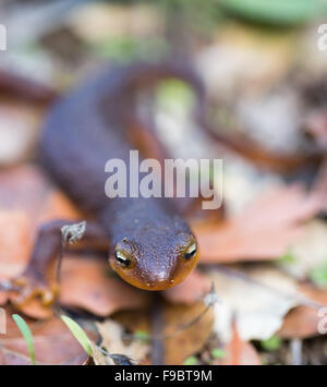 Kalifornien Newt, Taricha Torosa, in Blättern Stockfoto