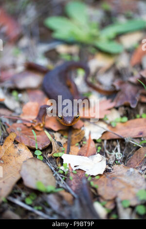 Kalifornien Newt, Taricha Torosa, in Blättern Stockfoto