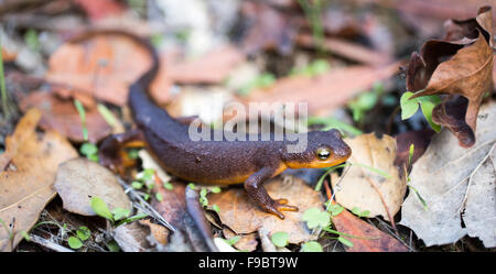 Kalifornien Newt, Taricha Torosa, in Blättern Stockfoto