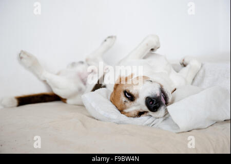 Süße Beagle in eine lustige Schlafposition Stockfoto