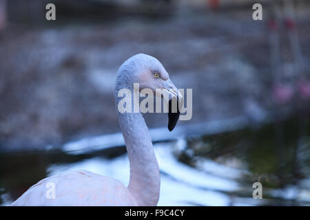 Das chilenische Flamingo Phoenicopterus Chilensis ist hell rosa Süßwasser Vogel. Stockfoto