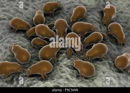 Mikroskopische Darstellung einer Gruppe von Hausstaubmilben. Stockfoto