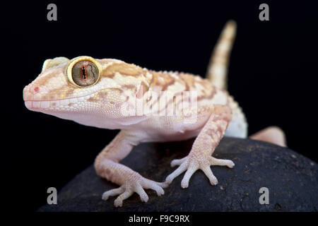 Ozelot Gecko (Paroedura Pictus) Stockfoto