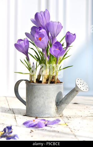 Crocus in einem dekorativen Topf auf weißen Tisch auf der Terrasse Stockfoto