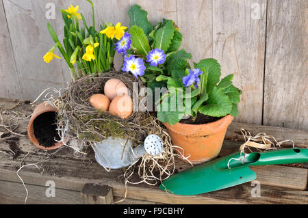 Frühlingsblumen in Töpfen mit Eiern in einem nest Stockfoto