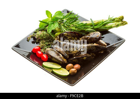 Wilde Muschel-Makro-Studio-Shooting Stockfoto