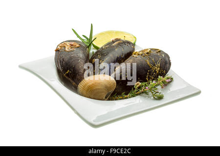 Wilde Muschel-Makro-Studio-Shooting Stockfoto