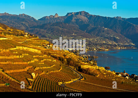 Herbst in der Riviera Vaudoise am See Leman, Blick über den Weinbergen des Lavaux in Richtung Vevey, Chexbres, Vaud, Schweiz Stockfoto