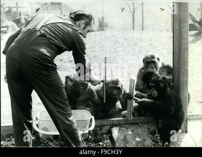 1964 - Frühjahrsputz im Münchner Zoo Hellabrunn: die Sonne (Federkern-) bringt es ans Tageslicht. auch auf den großen Glasflächen der Ape - Haus, im Winter hatte seine Spuren hinterlassen. Auf dieser Beobachtung folgte die Tat direkt: '' Aktion saubere Fenster ''. Während dieser Arbeit mit viel Wasser und solche magischen Werkzeuge wie Gummischaber von Kunststoff-Eimer, die Bewohner des Apehouse, in diesem Teil Schimpansen und Orang-Utans, freundliche und Interessierte Helfer sind getan. Bei den Orang-Utans hilft sitzen warten noch im Hintergrund, die tapfer der Schimpansen hit Begleiter mit einem le Stockfoto