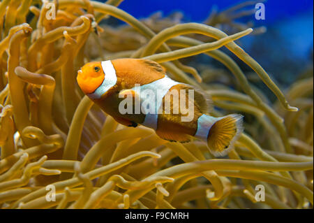 Stralsund, Deutschland. 14. Dezember 2015. Ein Clownfisch Ocellaris schwimmt in einem Aquarium in das Meeresmuseum in Stralsund, Deutschland, 14. Dezember 2015. Seit 1970 hat das Meeresmuseum im ehemaligen Katharinenkloster untergebracht wo Geschenke 45 Aquarien befindet sich auf drei Etagen Ausstellungsfläche zur Verfügung. Foto: Stefan Sauer/Dpa/Alamy Live News Stockfoto