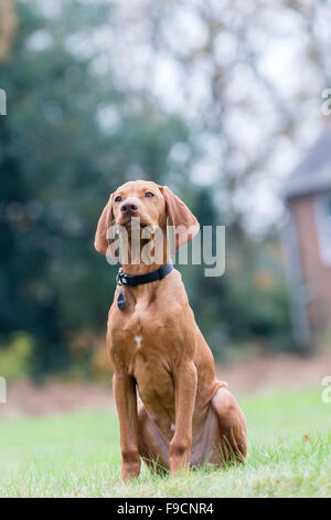 Einen männlichen Magyar Vizsla Welpen in einem Feld in Copythorne, New Forest National Park, Hampshire, England, Vereinigtes Königreich. Stockfoto